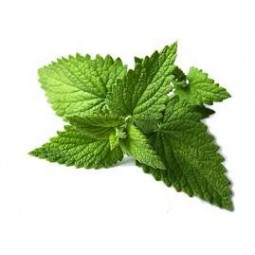 Menta
