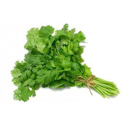 Cilantro x atado