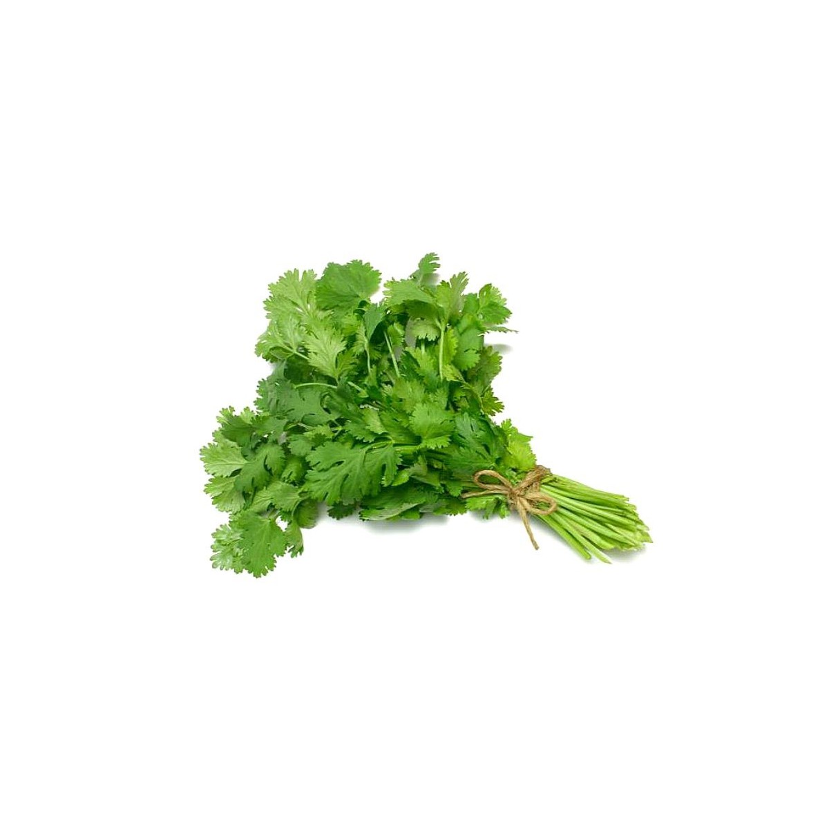 Cilantro x atado Cilantro x atado