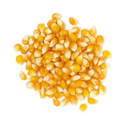 maíz pisingallo orgánico