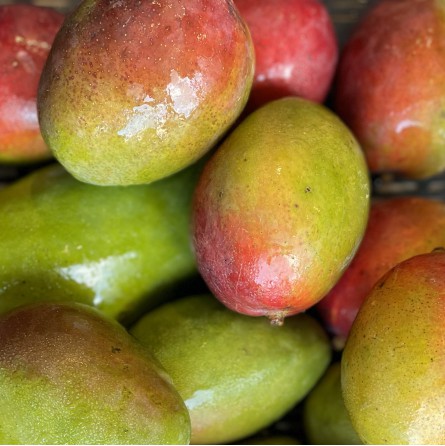 Mango Orgánico x unidad (400 grs. aprox)