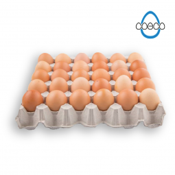 Maple de huevos de campo - COECO