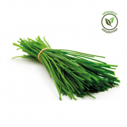 Ciboulette orgánico