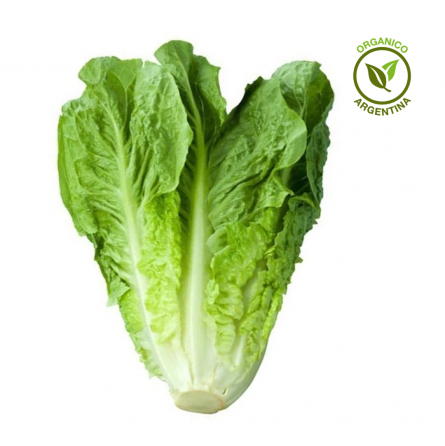lechuga orgánica