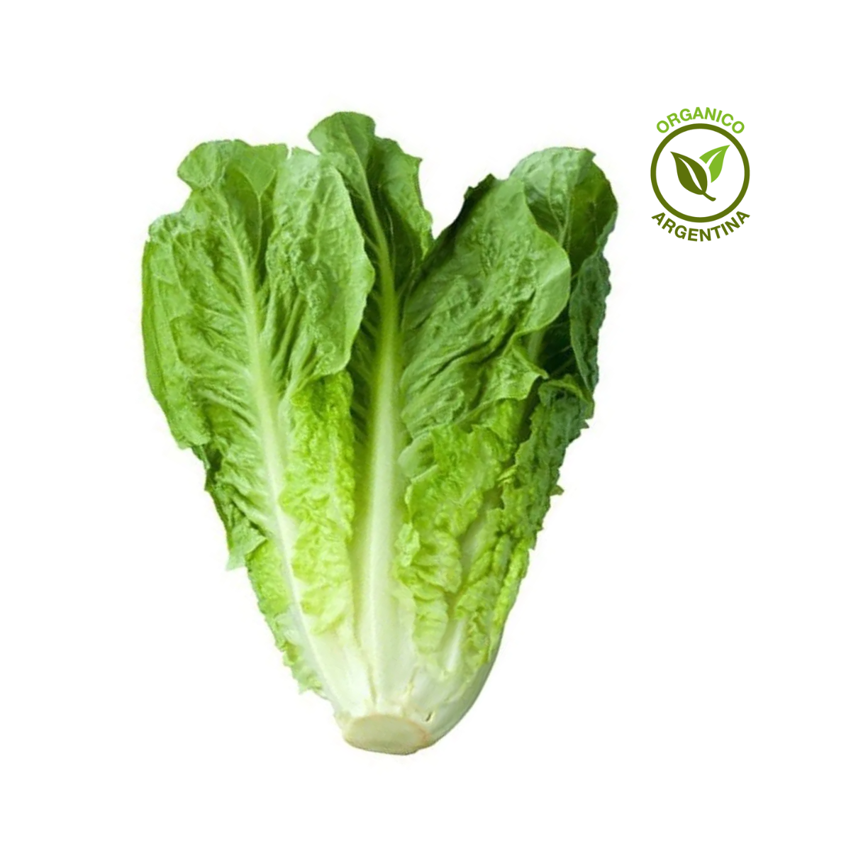 lechuga orgánica