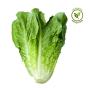 lechuga orgánica