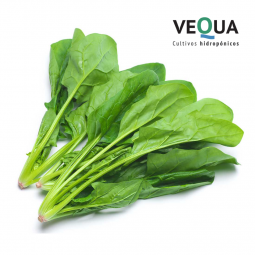 Espinaca baby Hidropónica x 170 gr.