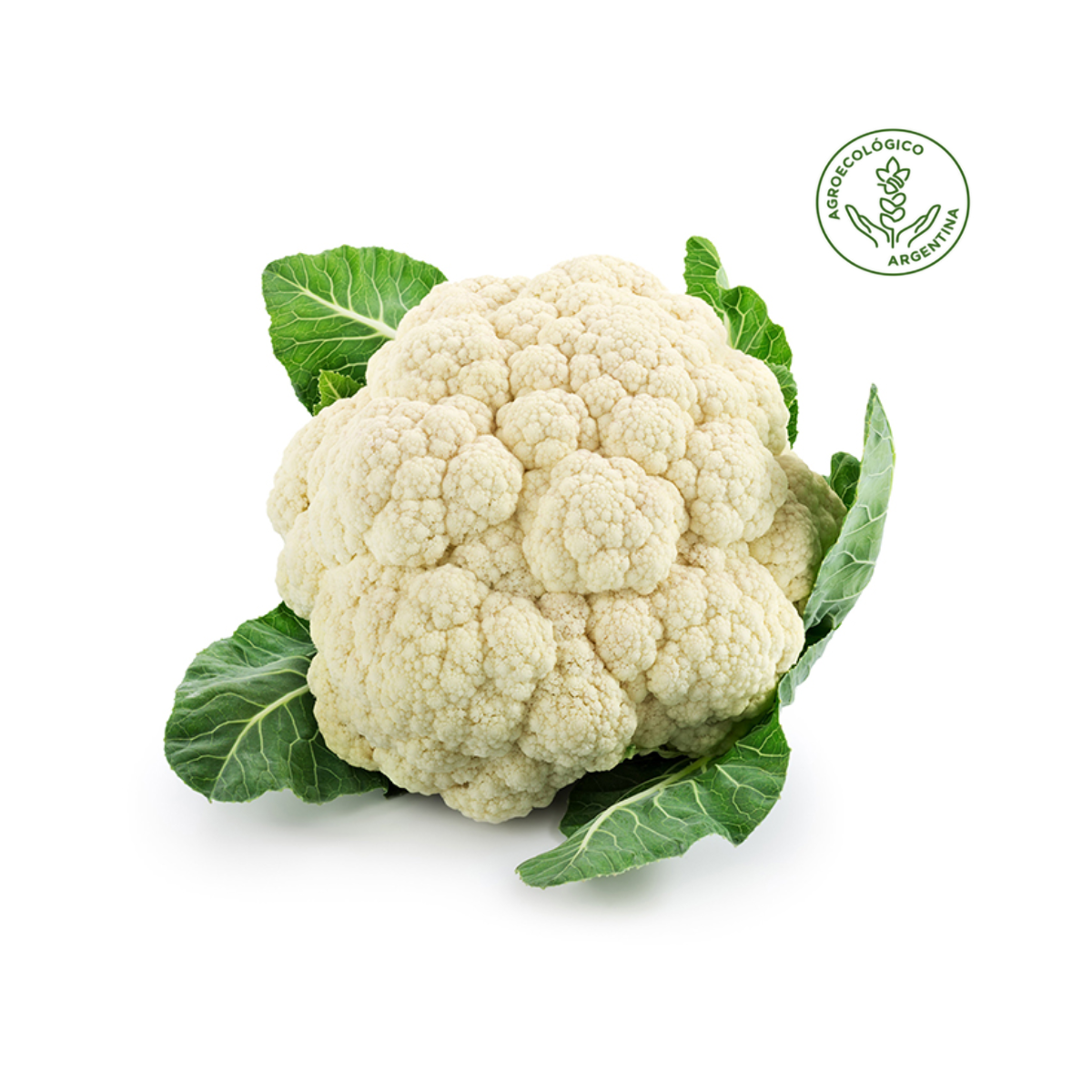 Coliflor agroecológico x cabeza (500 grs. aprox) Coliflor agroecológico x cabeza (500 grs. aprox)