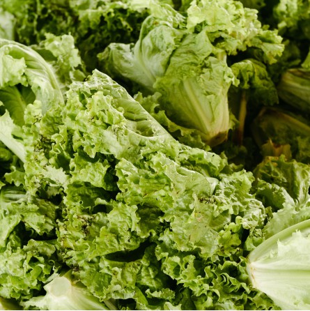 lechuga orgánica