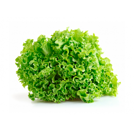 lechuga orgánica
