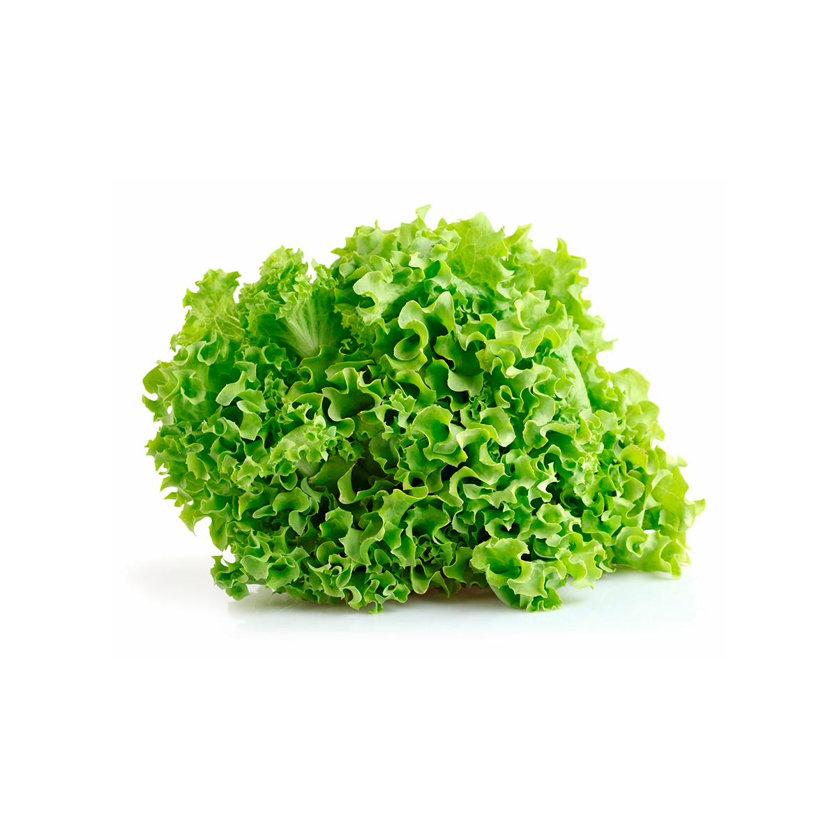 lechuga orgánica