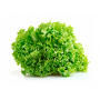 lechuga orgánica