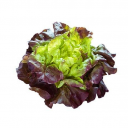 Lechuga bicolor Hidropónica x planta