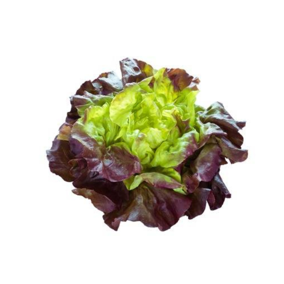 Lechuga bicolor Hidropónica x planta