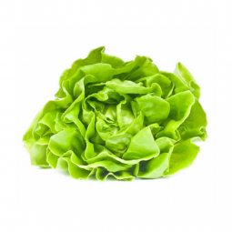 Lechuga mantecosa Hidropónica x planta