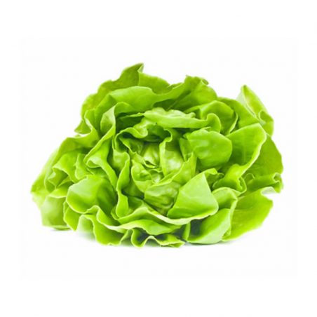 Lechuga mantecosa Hidropónica x planta