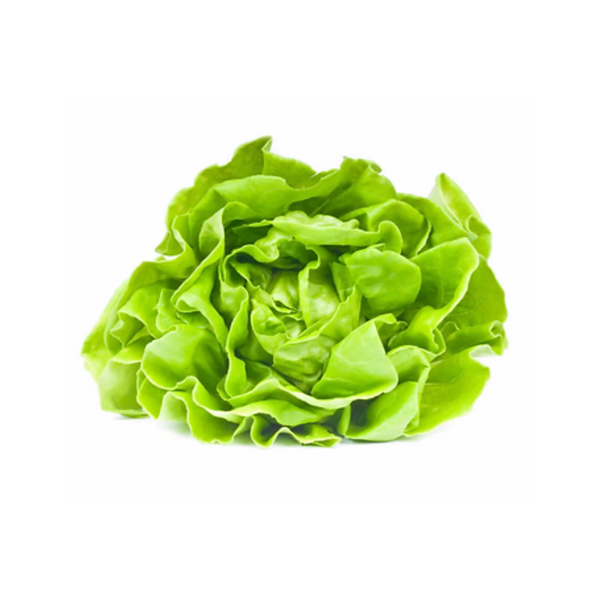 Lechuga mantecosa Hidropónica x planta