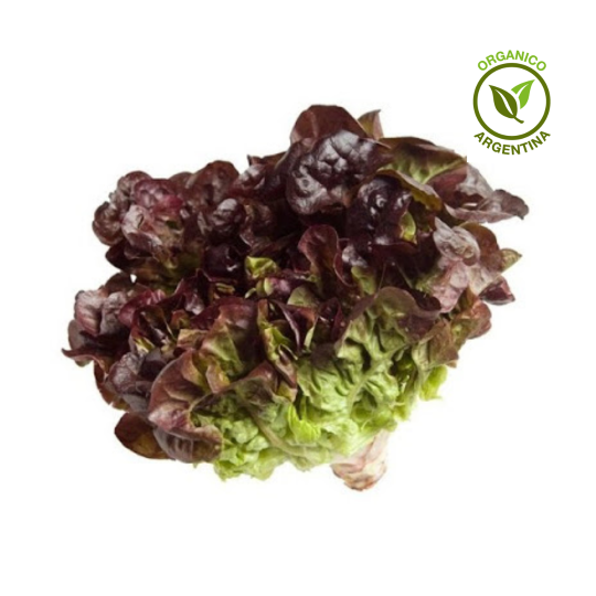 lechuga orgánica