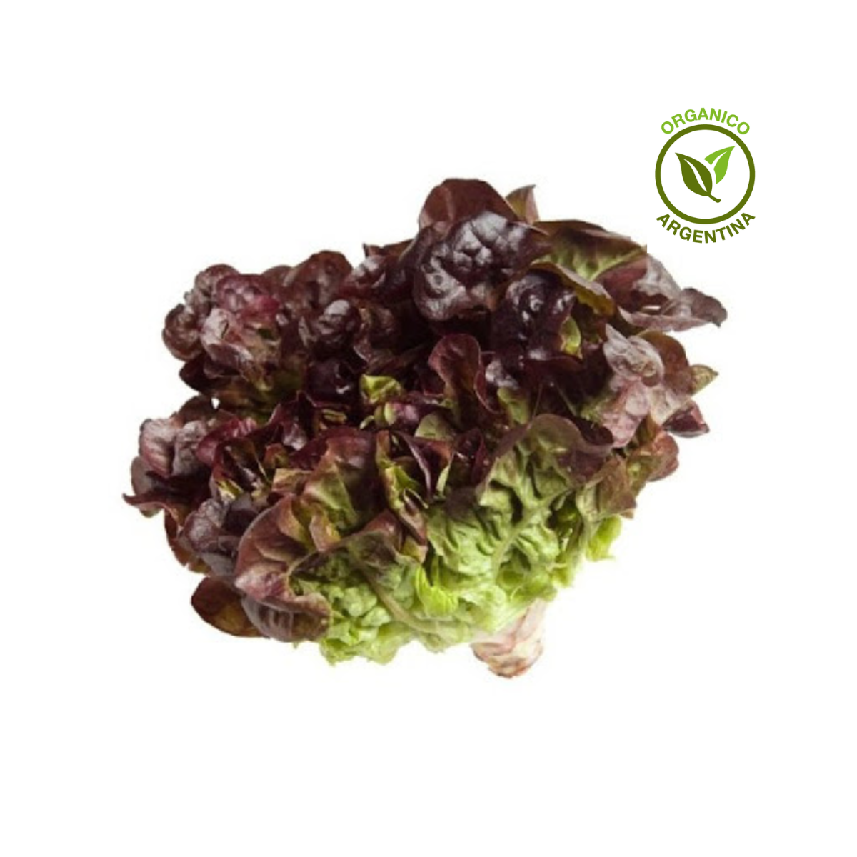 lechuga orgánica lechuga orgánica