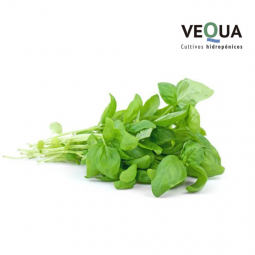 Albahaca hidropónica x atado