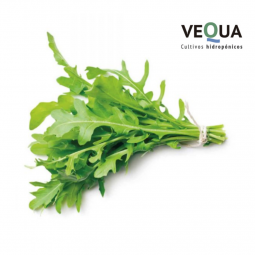 Rucula hidropónica x atado