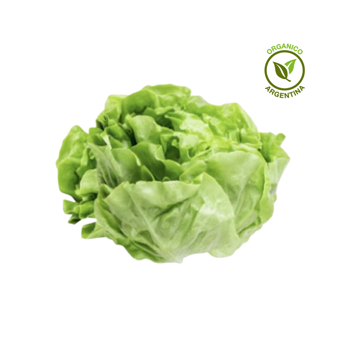 lechuga orgánica lechuga orgánica