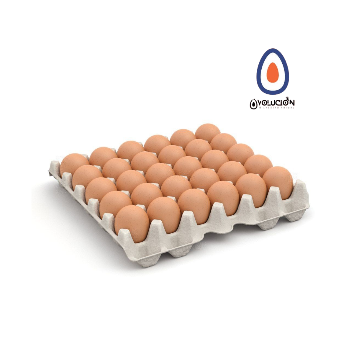 Maple de 30 huevos pastoriles (tamaño L) - Ovolución
