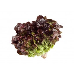 Lechuga hoja de roble