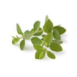 Cilantro x atado