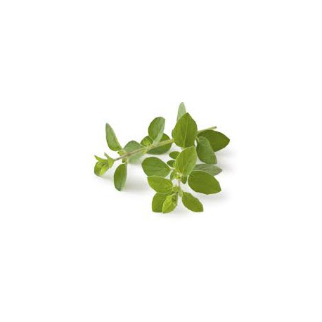 Cilantro x atado
