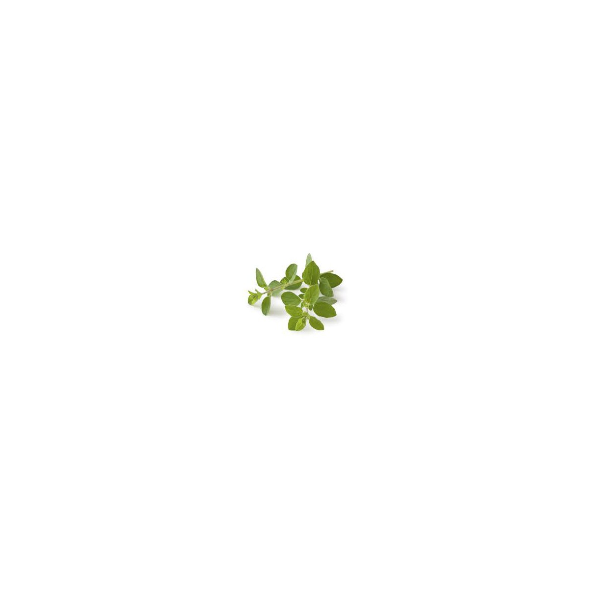 Cilantro x atado Cilantro x atado