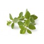 Cilantro x atado